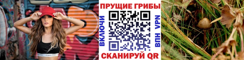 Купить  Южноуральск  Псилоцибиновые грибы Psilocybe 